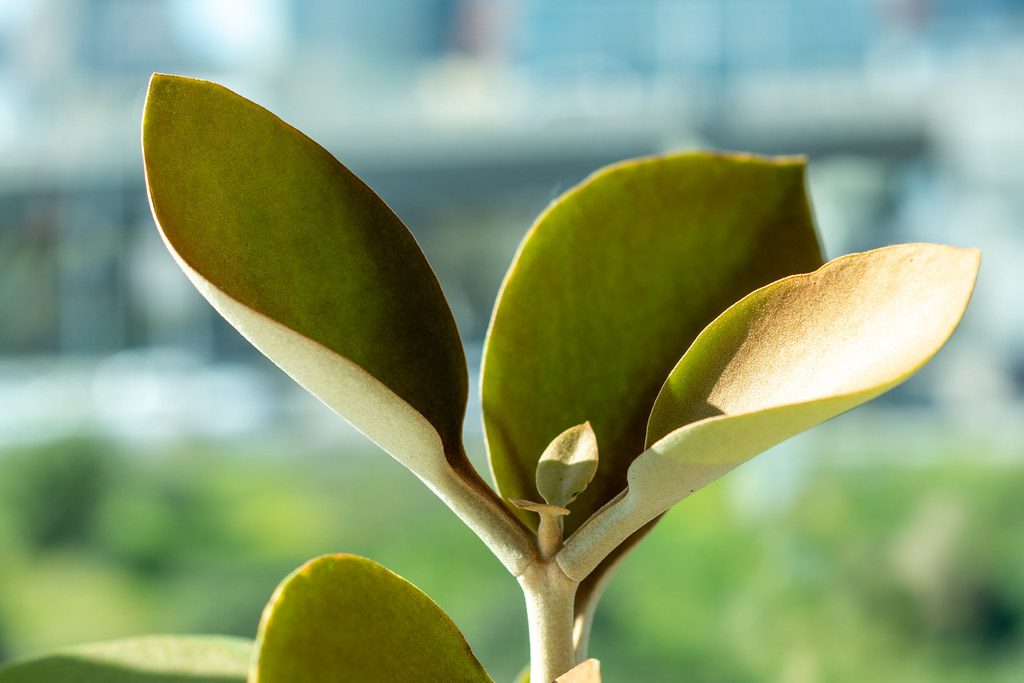 Decorating with Plants