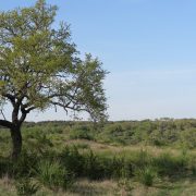 Pecan Springs Pecan Springs