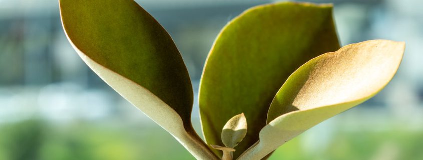 Decorating with Plants