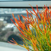 Houseplants Houseplants