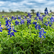 Texas Hill Country Texas Hill Country