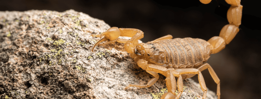 South Texas Critters