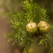 Drought Tolerant Plants in Texas