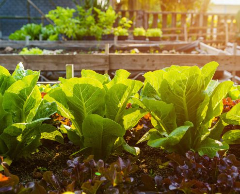 What to Plant in June in Texas