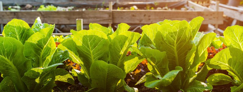 What to Plant in June in Texas