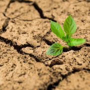 Low Maintenance Texas Plants Low Maintenance Texas Plants