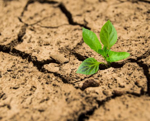 Low Maintenance Texas Plants