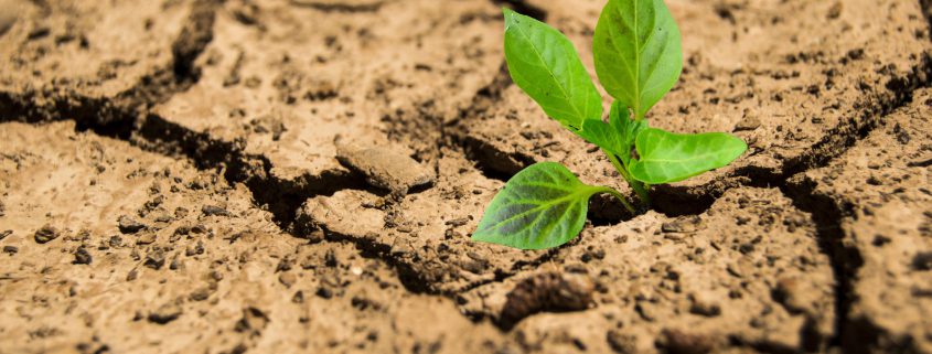 Low Maintenance Texas Plants